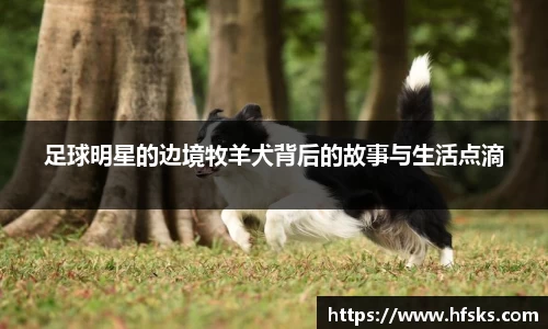 足球明星的边境牧羊犬背后的故事与生活点滴